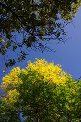 Fototapeta premium The branches with green and yellow leaves