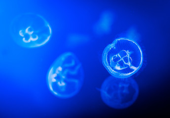 Moon jellyfish © AK Media