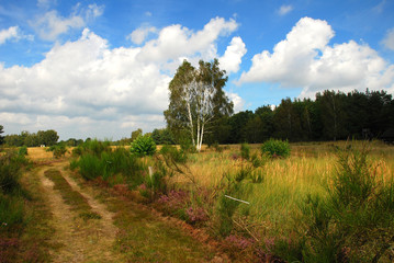 Obraz premium in der Döberitzer Heide