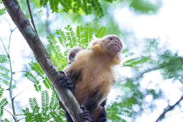 white headed capuchin -  Cebus capucinus