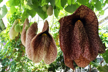 Flowers Aristolochia, hanging from the canopy