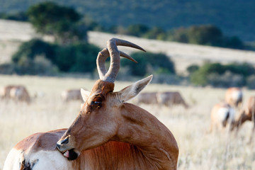 Red Hartebeest with pesky flies.