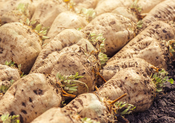 Harvested sugar beet crop root pile