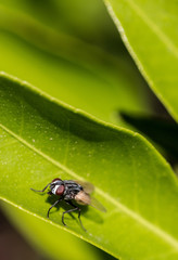 Fototapeta premium Fly on leaf