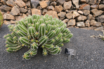 Euphorbia Ehinus cacti