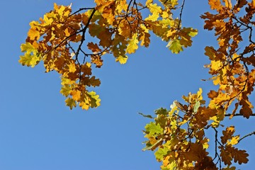 Eichenast mit gelbem Herbstlaub vor blauem Himmel
