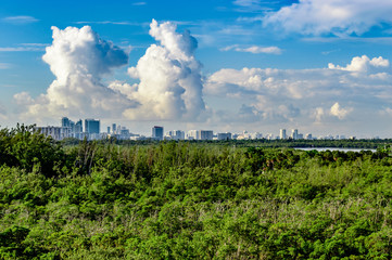 city meets mangroves