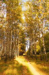 Pathway through the autumn forest