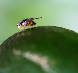 Fruit fly on citrus
