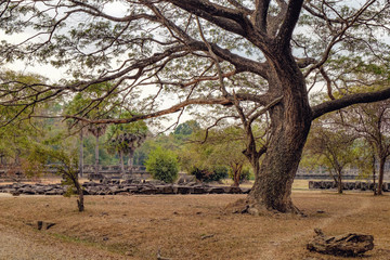 Old tree of Angkor Wat temple, Siem Reap, Cambodia. An emergent tropical rainforest tree species in the Fabaceae family.