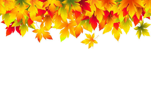 Vector horizontal seamless autumn border. Background with green, yellow, orange, red and brown falling maple leaves. File contains clipping mask. Isolated from a background.