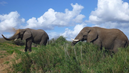 Fototapeta na wymiar Sanddusche mit Elefant