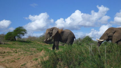 Fototapeta na wymiar Elefanten Abkühlung