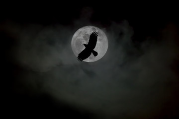 Crow and Moon