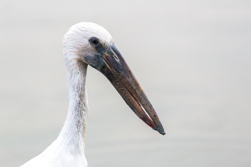 Close focus on head and neck of long beak bird