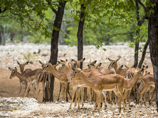 Herde von Impala an einer Wasserstelle, Schwarzfersenantilope, auch Schwarznasenimpala (Aepyceros...
