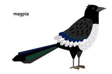 Image of nice magpie