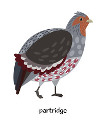 Image of nice Partridge 