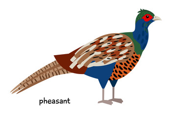 Image of nice Pheasant 