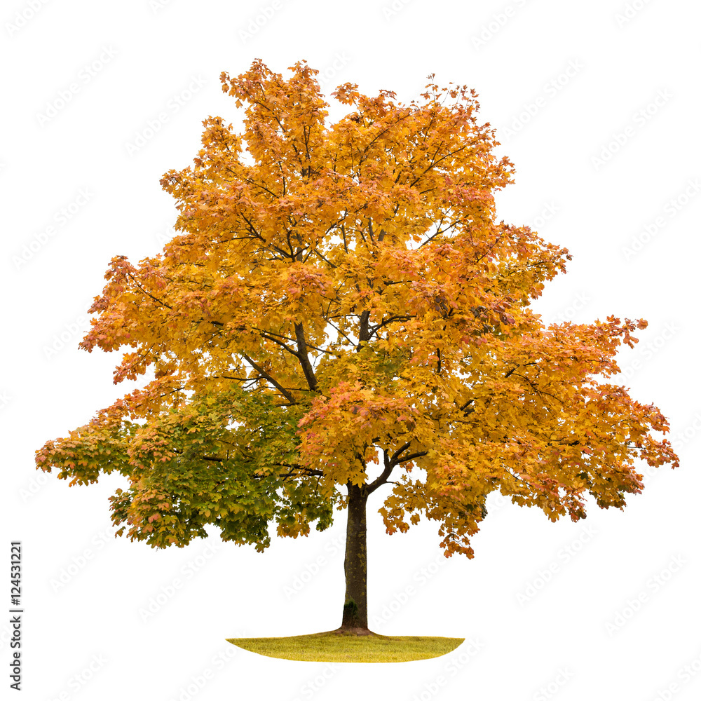 Wall mural autumn maple tree isolated on white background