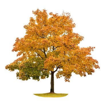 Autumn Maple Tree Isolated On White Background