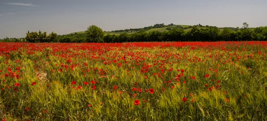 Fototapeten Mohnblumen Mohnfeld  © forcdan