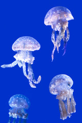 Jellyfish