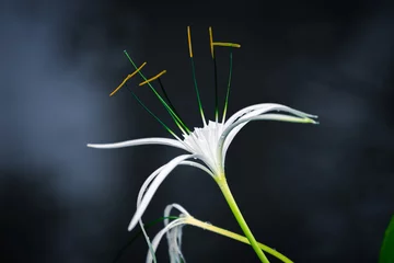 Crédence de cuisine en verre imprimé Nénuphars White spider lily with dark background with smoke