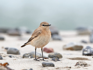 Isabelline wheatear (Oenanthe isabellina)