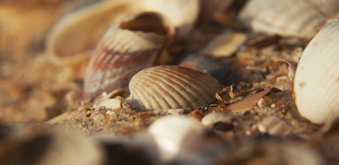 Seashells