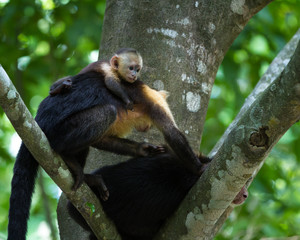 white headed capuchin -  Cebus capucinus