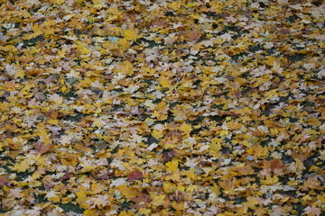 Jesień autumn maple tree liście klonu