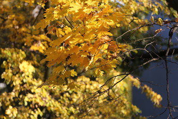Jesień autumn maple tree liście klonu