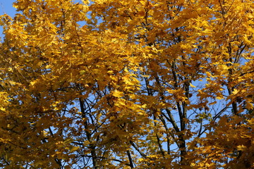 Jesień autumn maple tree liście klonu