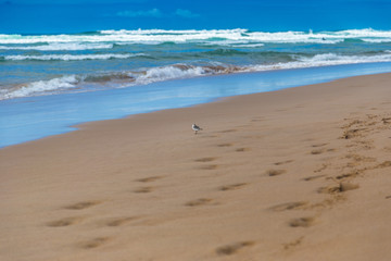 Single sandpiper bird (Scolopacidae) searches for food on beach in Portugal