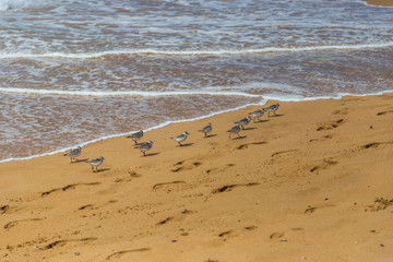 Flock of sandpiper birds (Scolopacidae) search for food on beach in Portugal