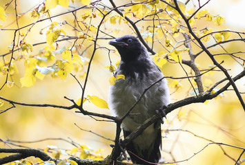 funny grey bird crows sitting on a tree branch in autumn Park