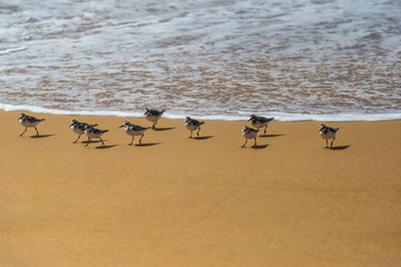 Flock of sandpiper birds (Scolopacidae) search for food on beach in Portugal