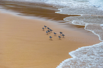 Flock of sandpiper birds (Scolopacidae) search for food on beach in Portugal
