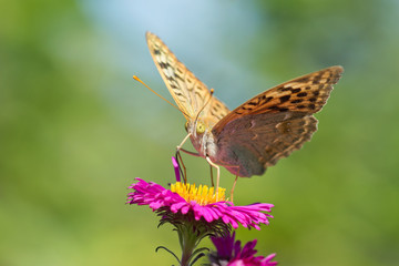 Butterfly Argynnis paphia on pink flower Aster