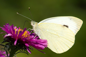 Butterfly Pontia edusa closeup sitting on a flower pink Aster