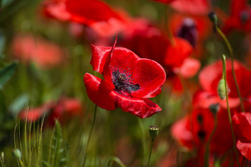 Poppies field