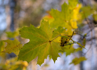 Желтые листья клена в лучах закатного солнца осенью 