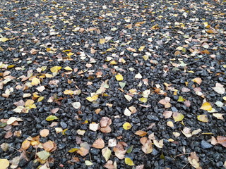 Камешки и листва