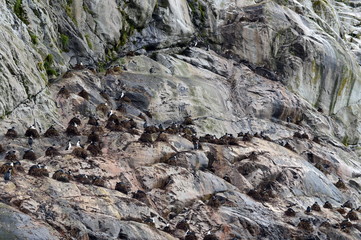 Nesting cormorants Glacier Nena.