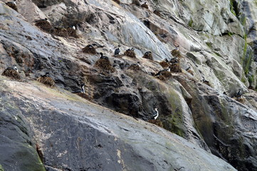 Fototapeta na wymiar Nesting cormorants Glacier Nena.