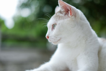 portrait of a thai cat laying at outdoor.looked at something.with blurred background,filtered image,selective focus