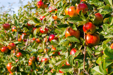 Apple on trees in orchard