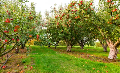 Wandcirkels tuinposter Apple on trees in orchard © Tommy Lee Walker
