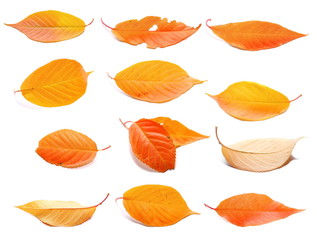 set bright autumn leaves isolated on white background